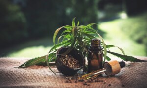 CBD ÖL